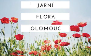 Flora Olomouc-12